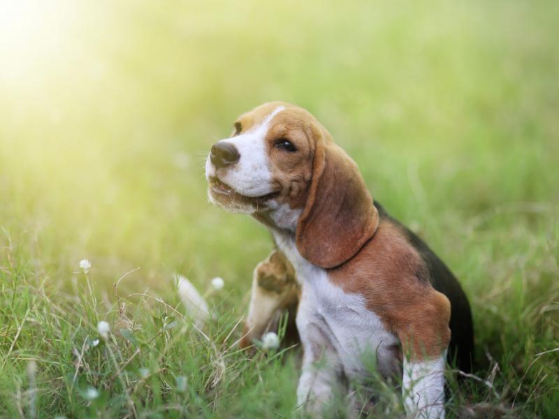 En Suisse, environ 20% des chiens sont allergiques aux acariens